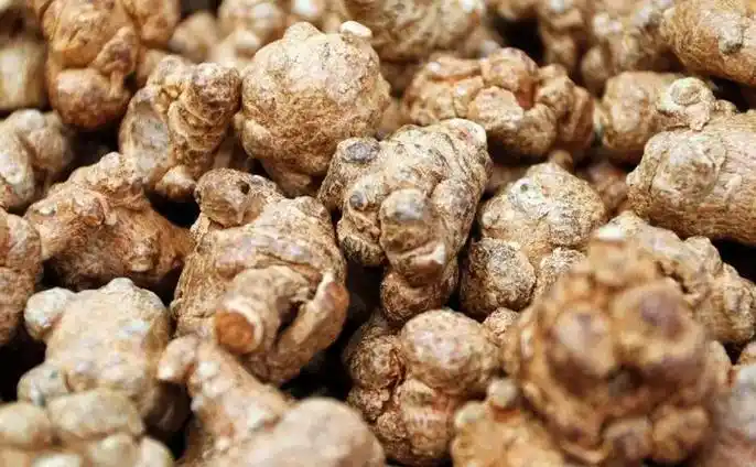 三七粉知识-三七网-第51页