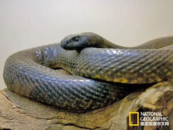 奇异动物展:世界上最毒的蛇