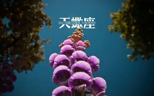 天蝎座,12星座,scorpio,花朵,天空,树叶,文字控,星座爱情天蝎座壁纸