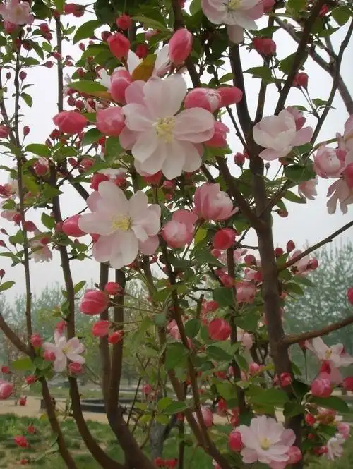 海棠的品种分类