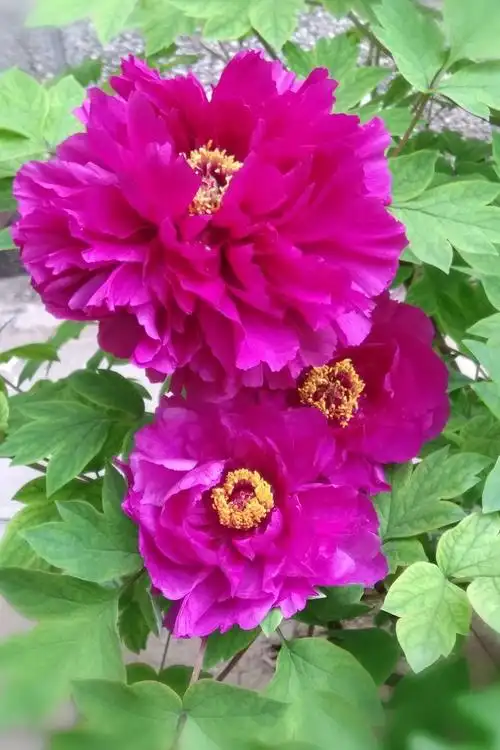 庭院的牡丹洛阳红 2018.4.18