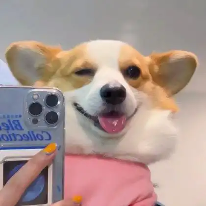 狗狗搞笑自拍头像 高清可爱适合做头像的搞怪狗狗图片_动物头像_头像