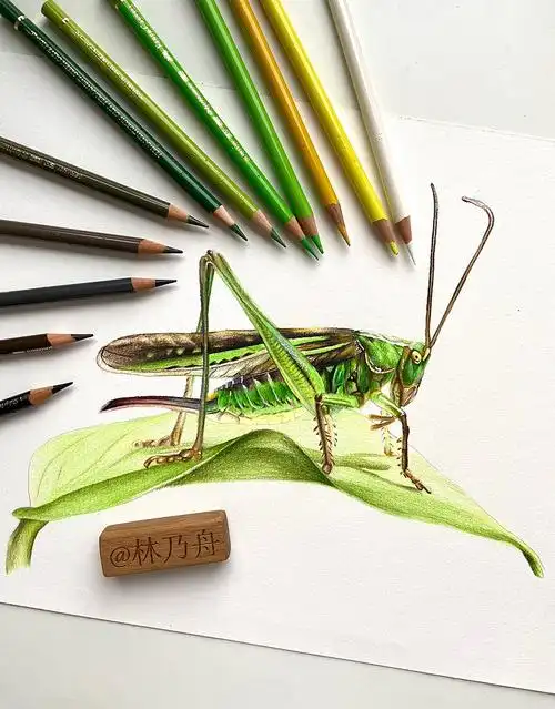 举报收藏分享原创作品纯艺术绘画彩铅彩铅画蝗虫原创昆虫林乃舟林乃舟