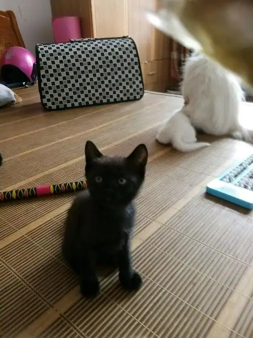 蓝猫串串找家长,希望它们有个安稳的家