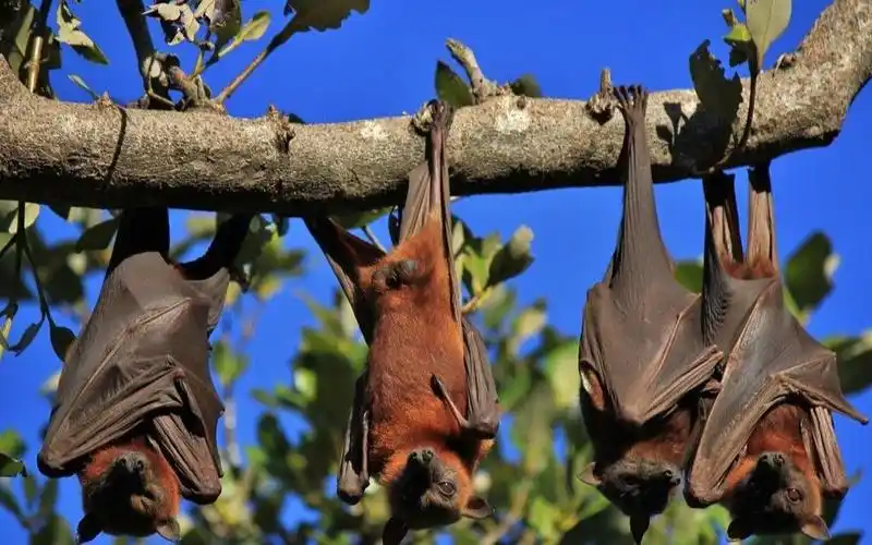 澳洲出现数十万蝙蝠,了解他不是坏事!
