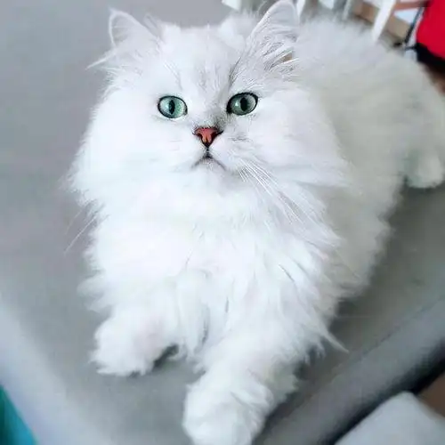 金吉拉|波斯猫|猫_新浪新闻