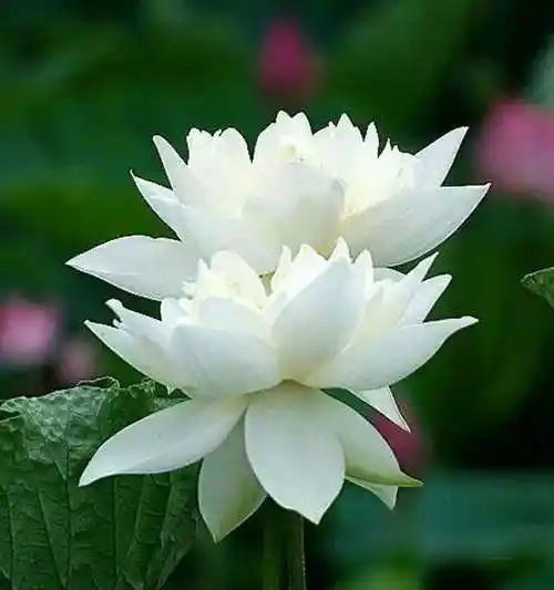 微信头像大全白莲花 微信头像图片大全 -【爱个性】