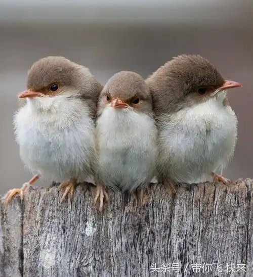 三只小鸟挤在一起.