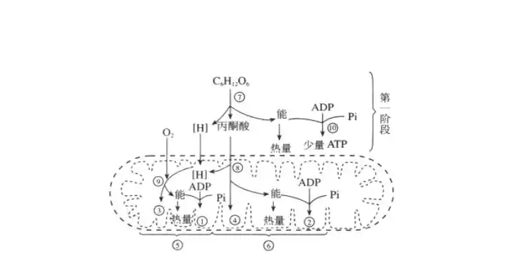 有氧呼吸的三个阶段场所