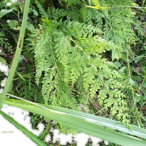 新鲜乌蕨500克乌韭细叶凤凰尾大叶金花草小叶鸡尾草下单现采乌蕨