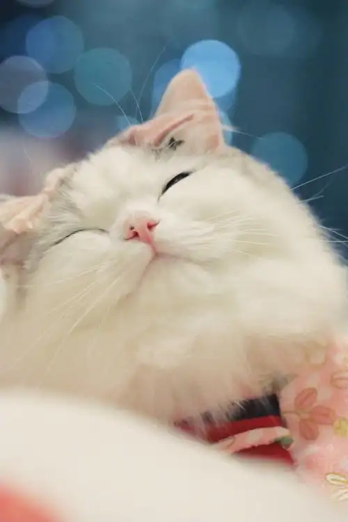 有哪些好看的猫咪壁纸或头像? - 知乎