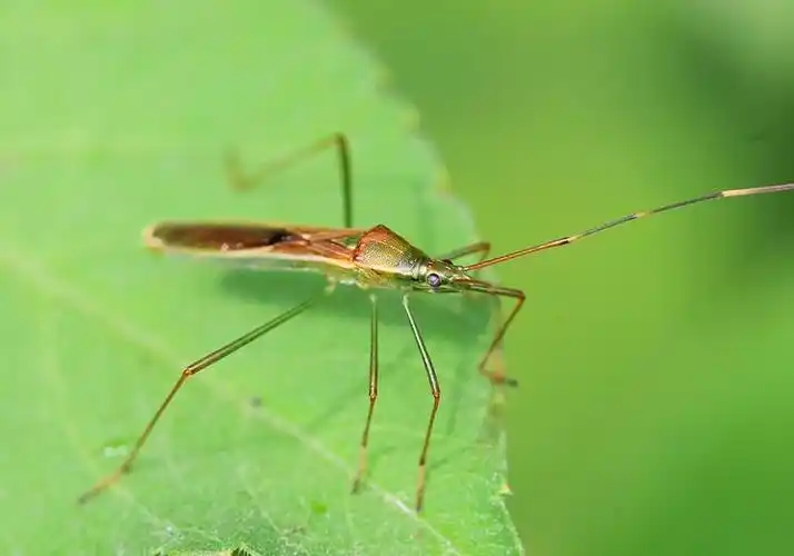 椿象有多种多用,瘦的多得很