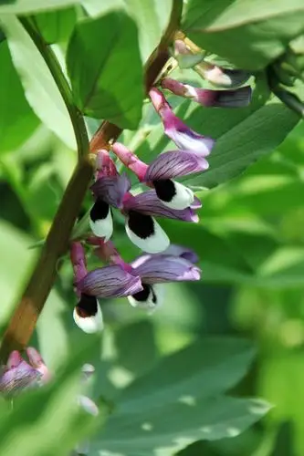 平凡的蚕豆花-sb1966gss