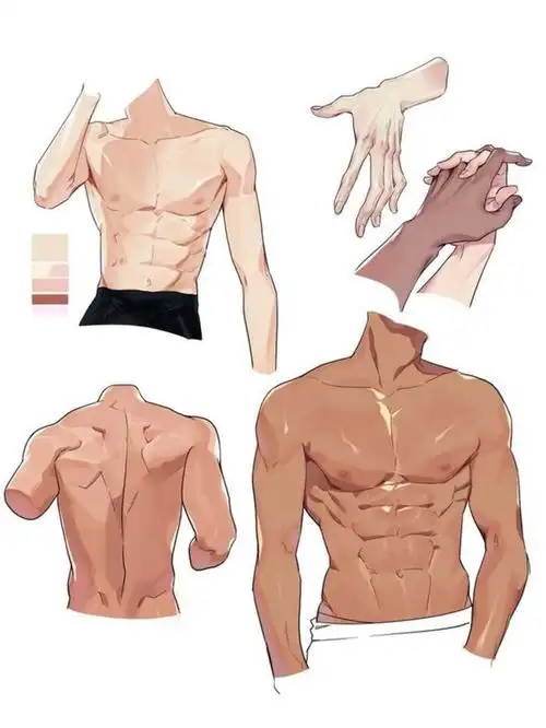 人体背部肌肉的画法表现学画画