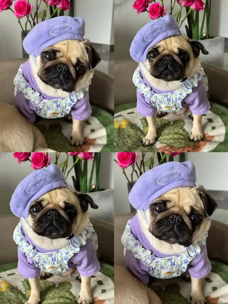 专心养狗纯种健康都是家里的小可爱们 感谢姨姨们的喜欢啦#最萌巴哥犬