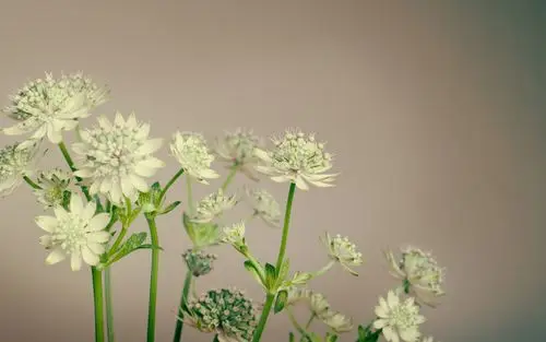 壁纸 小花,茎 3840x2160 uhd 4k 高清壁纸, 图片, 照片