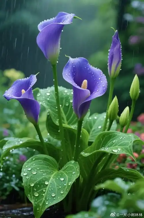 雨后唯美七彩马蹄莲壁纸