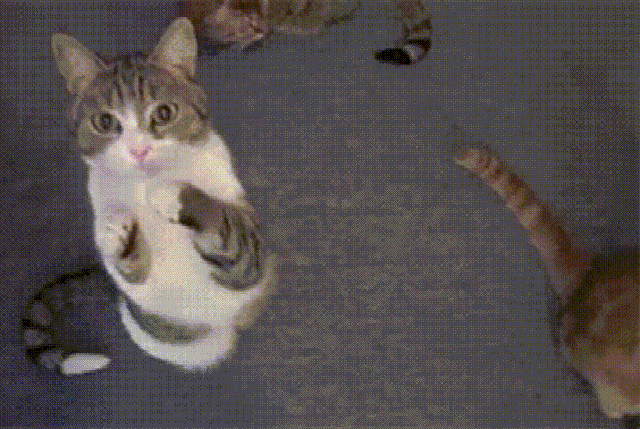 会作揖的一只超萌的喵,你想要什么我都给你.[可怜][嘻嘻][嘻嘻]