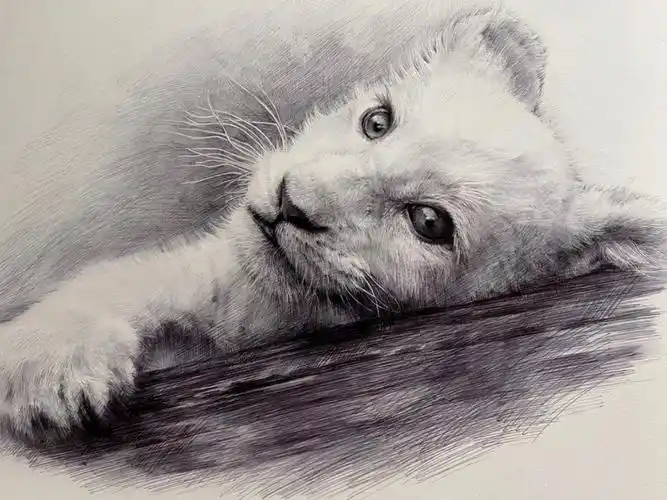 素描动物小狮子及一些绘画步骤