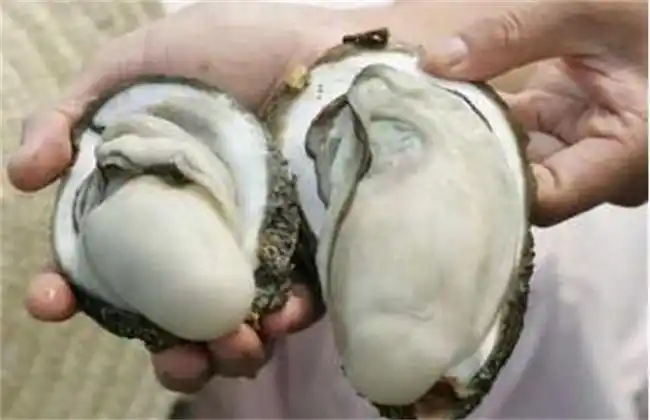 牡蛎和生蚝的区别