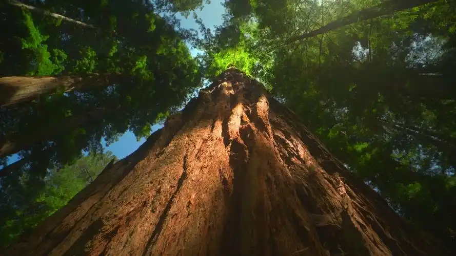 8k 120帧 感受大自然的魅力