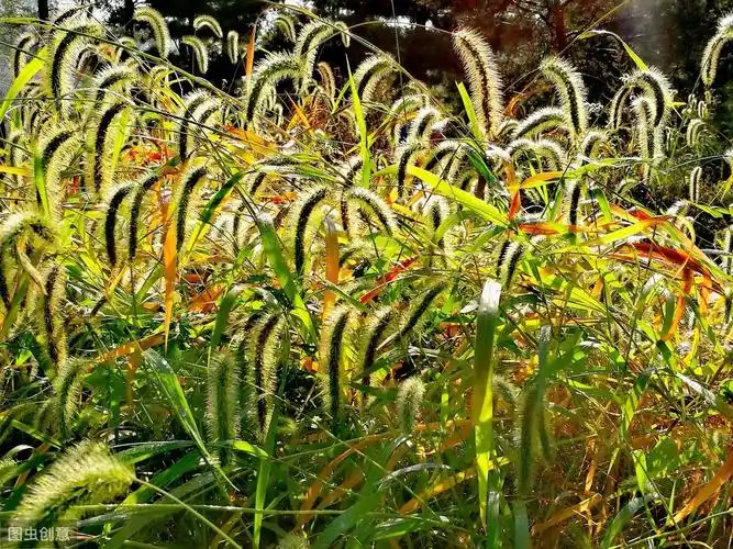 狗尾巴草的功效与作用(农村里常见的)