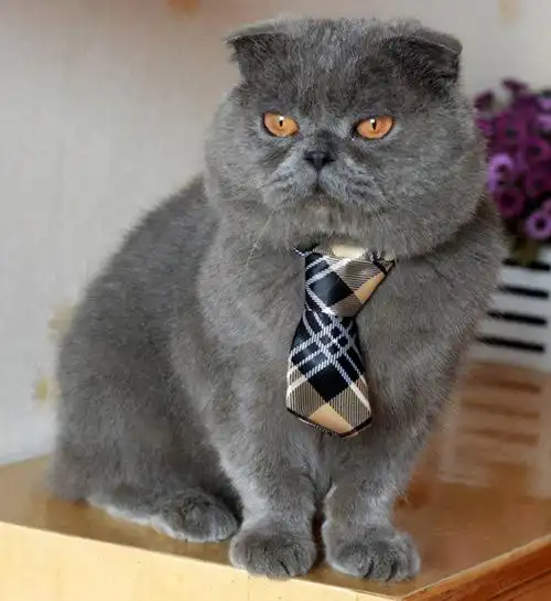 英短蓝猫(英短蓝猫太肥了怎么控制)_好房365