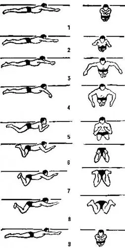 蛙泳口诀 蛙泳臂部动作深入解剖 蛙泳的动作要领 蛙泳配合动作详细