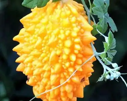 41种不常见的水果(图)1