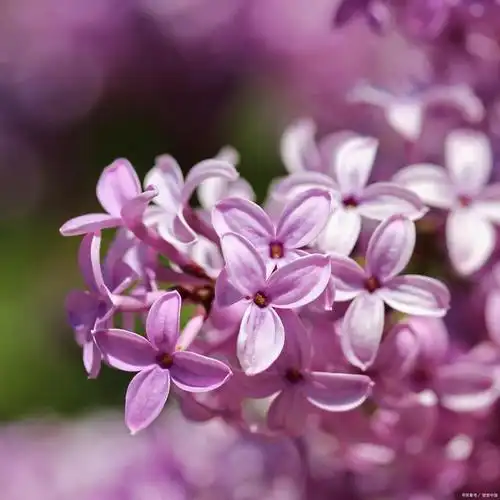 五瓣丁香花的含义是什么?怎么养?这里有详细步骤!