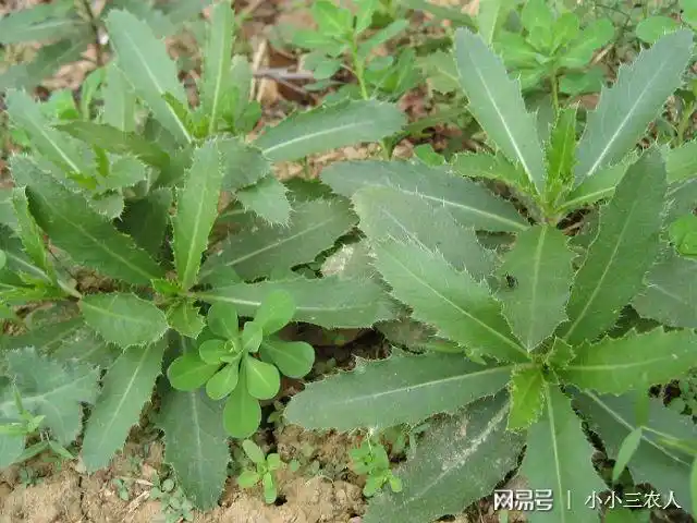 除此之外,在身体上受伤流血时候,可以摘一些茅刺草捣碎之后放在伤口