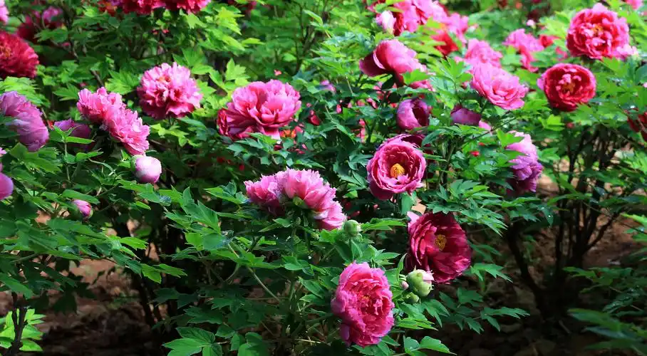 日出"东方红" 洛阳牡丹艳