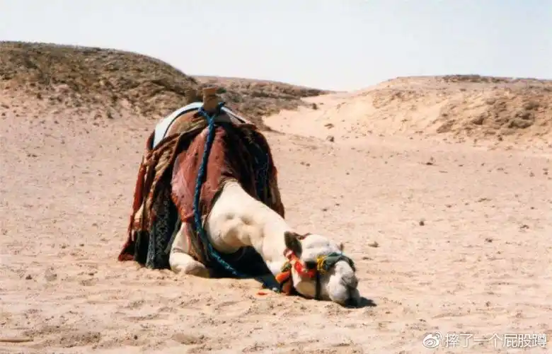 压倒骆驼的最后一根稻草