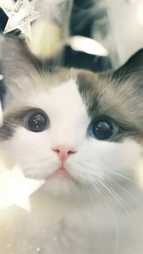 更新时间:2018-11-29 颜色分 灰色 关键词:  萌宠 可爱 猫咪 小猫