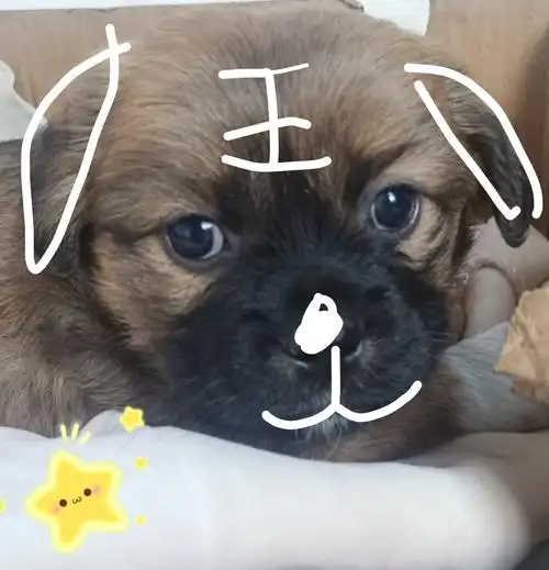 【讨论】哈巴血统的小土狗,宁愿吃饭也不吃狗粮.