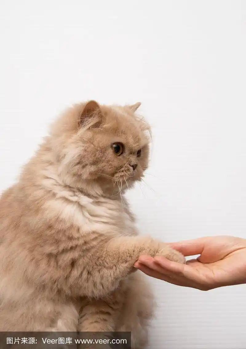 波斯猫与人握手