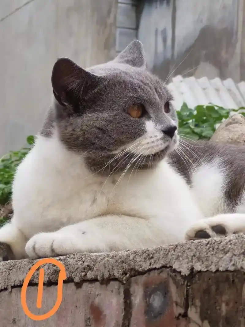 猫猫找领养!北京南口镇猫猫找领养,全是蓝猫和棕美短,图片为其 - 抖音