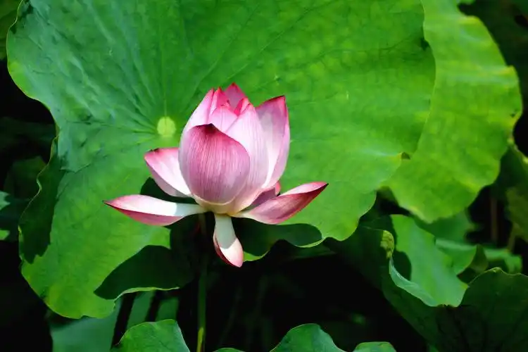 蜻蜓.蝴蝶.荷花