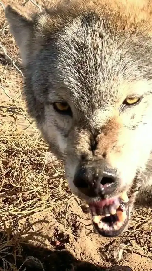 你给你们看一下狼表情包,像极了我媳妇儿发火的样子