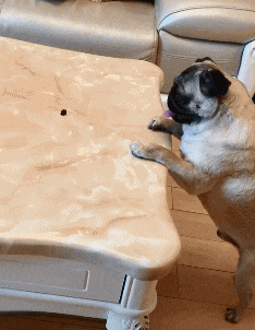 搞笑gif图逗逼的女朋友你干的坏事让男朋友发现了