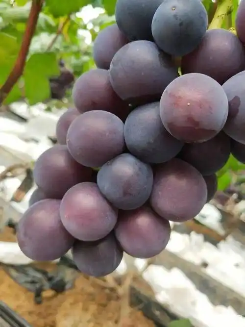 藤稔葡萄(8月上旬成熟):俗称"乒乓葡萄" 皮薄易剥 果肉肥厚 肉质中脆