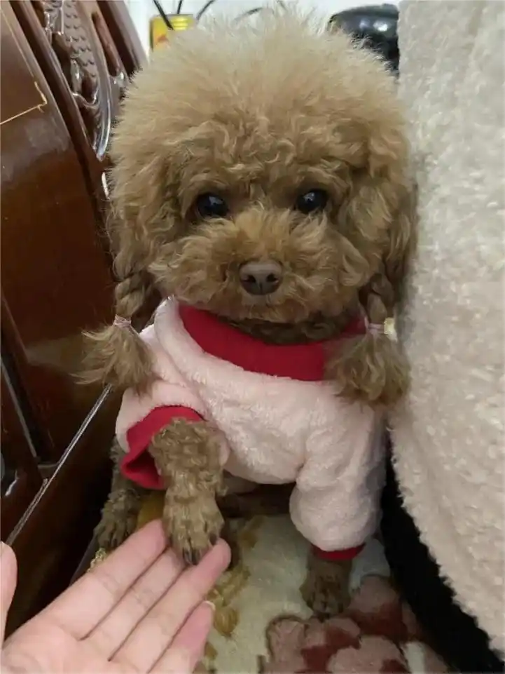 【这届网友真的可!我家泰迪神经炎终于好了!】 - 事情