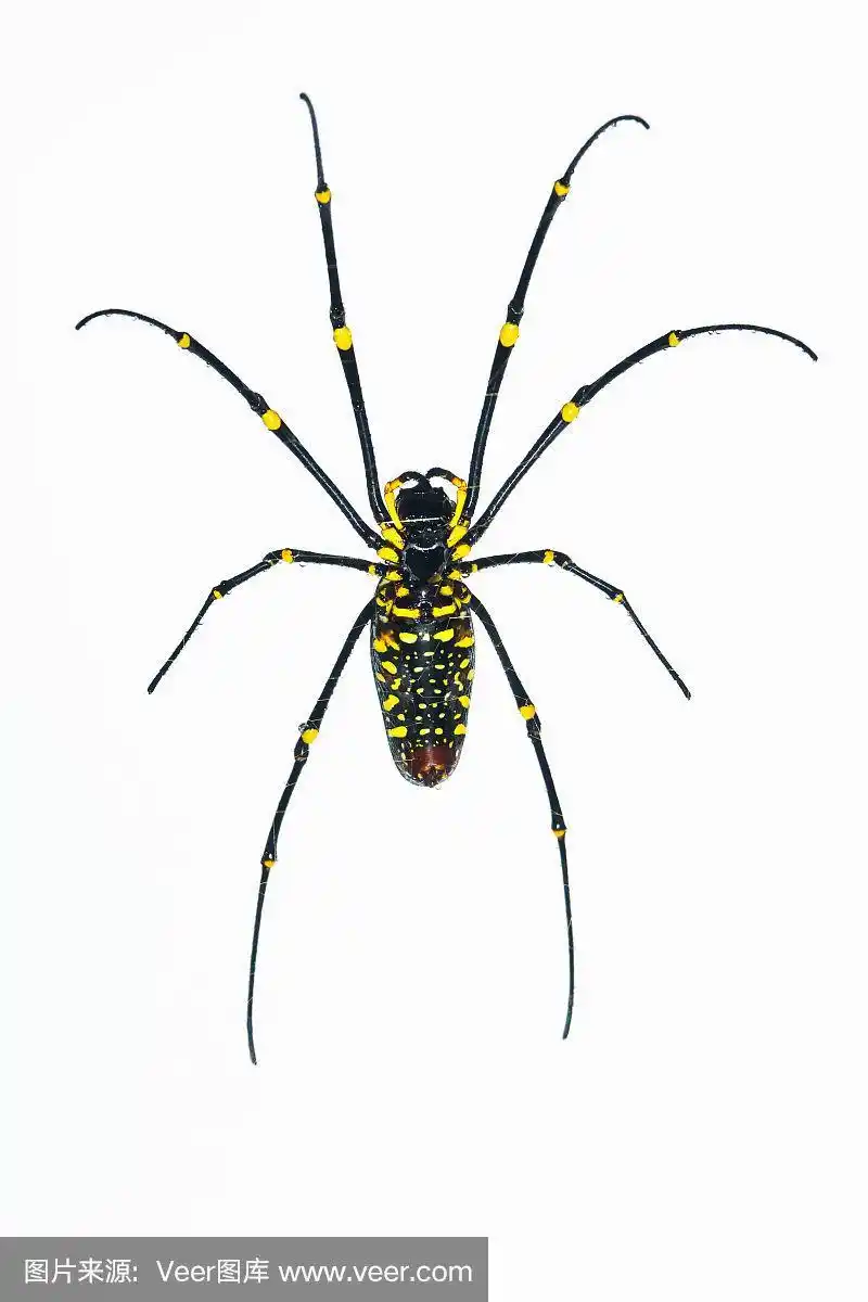 白色背景上最大的蜘蛛