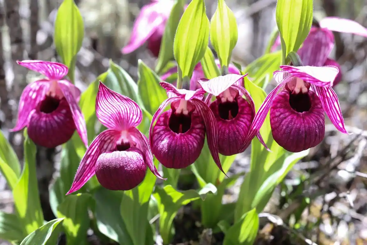 四川黄龙:杓兰之美(2)