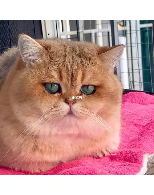 养老的辛巴猪金渐层深圳广州杭州上海