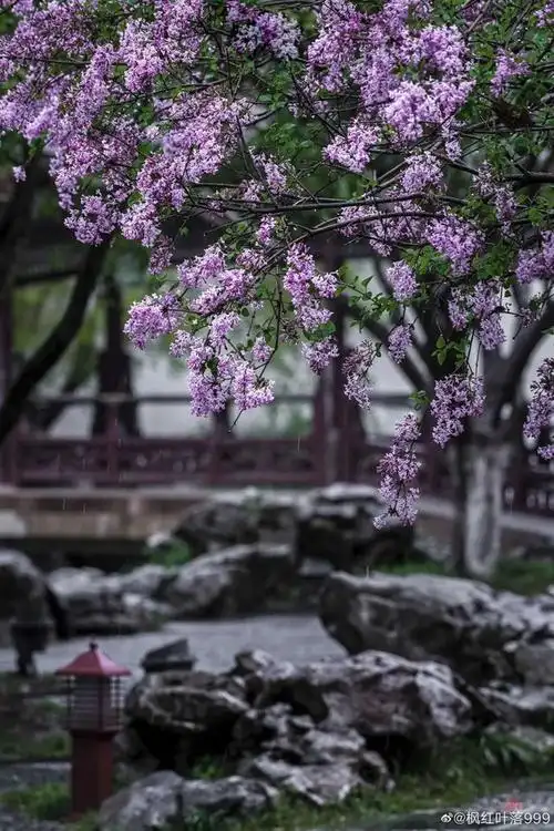 苏州日历|雨中丁香花.
