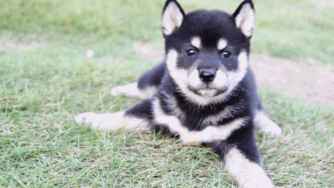 柴犬歪头萌shibainugif动图_动态图_表情包下载_soogif