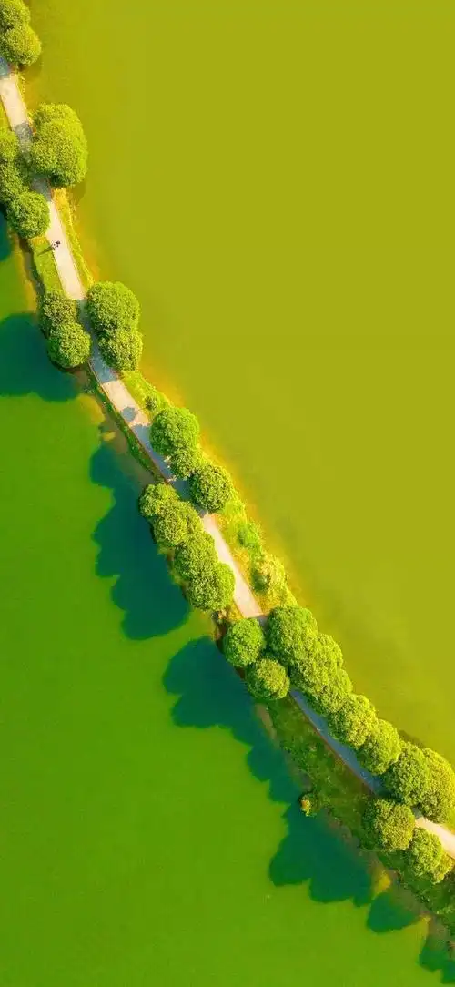 壁纸推荐绿色护眼绿意盎然清新唯美高清无水印