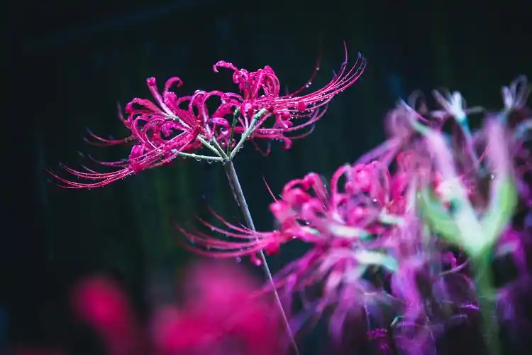 恶魔的温柔——彼岸花