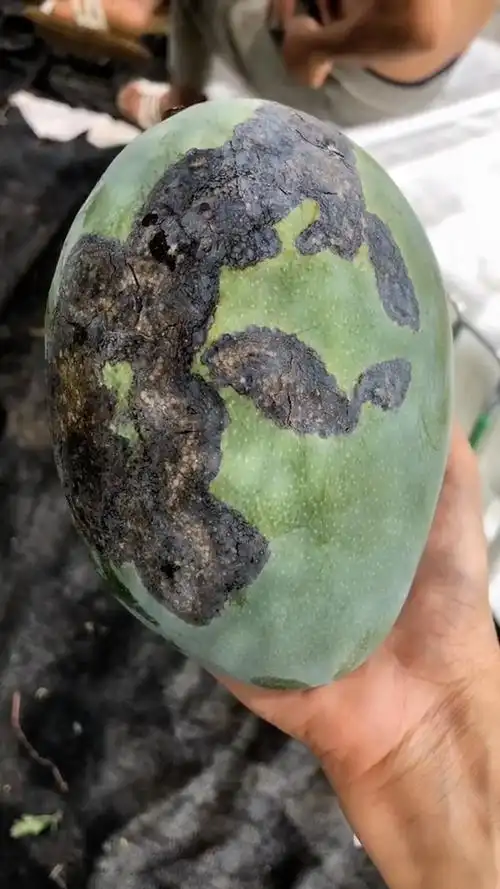 喜欢我家烂芒果吗